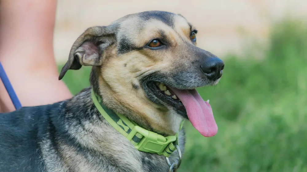 HLEDÁME PÁNÍČKA: Merlin, Oskar a Jago z útulku v Olomouci jsou přátelští pejsci, akorát potřebují vedení