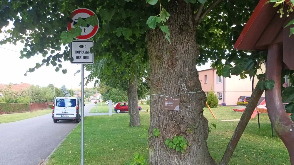 Sto pět let stará lípa z Bousína je v superfinále ankety Strom roku. Hlasovat lze pouze do neděle