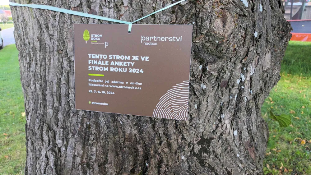 Sto pět let stará lípa z Bousína je v superfinále ankety Strom roku. Hlasovat lze pouze do neděle