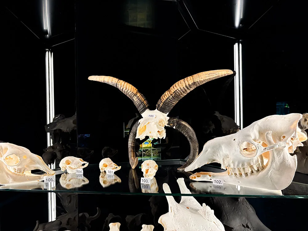 Do pavilonu šelem i na prohlídku zvířecích lebek. Zoo Olomouc připravila speciální expozici