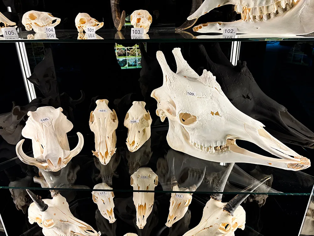 Do pavilonu šelem i na prohlídku zvířecích lebek. Zoo Olomouc připravila speciální expozici