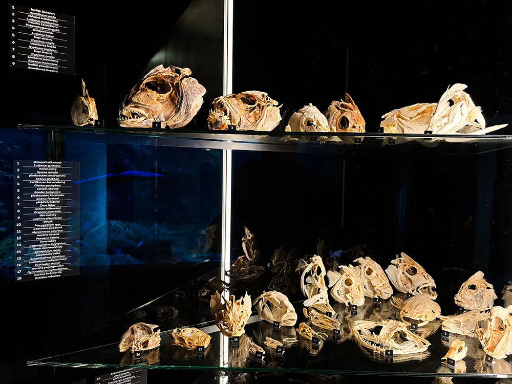 Do pavilonu šelem i na prohlídku zvířecích lebek. Zoo Olomouc připravila speciální expozici