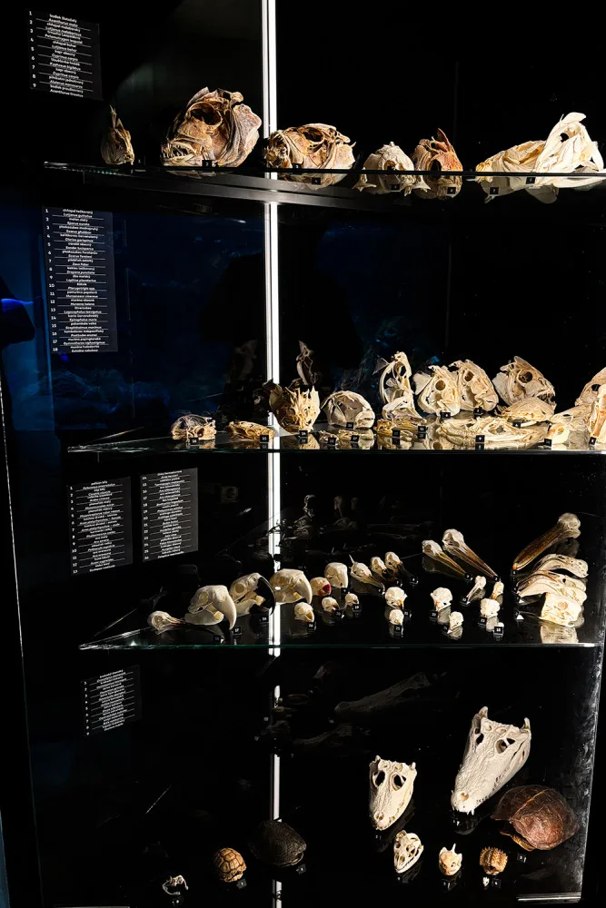 Do pavilonu šelem i na prohlídku zvířecích lebek. Zoo Olomouc připravila speciální expozici