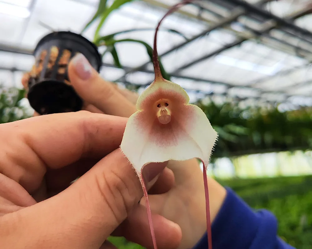 Opičí i diamantové orchideje. Sbírkové skleníky v Olomouci představí klenoty pralesa