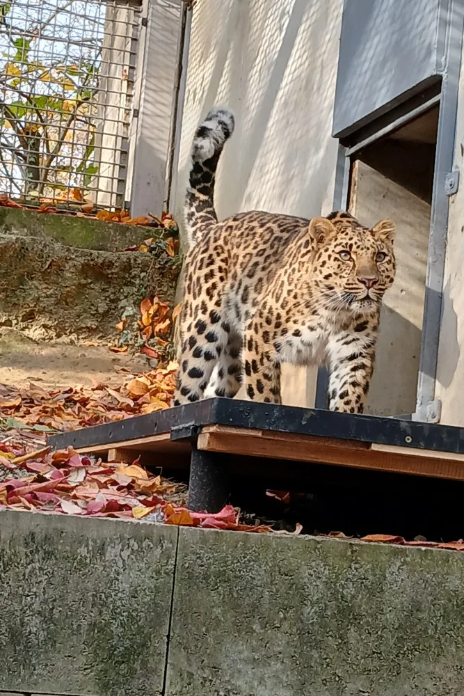 Do olomoucké zoo přicestovala samice levharta mandžuského. Ve volné přírodě tato šelma téměř vyhynula