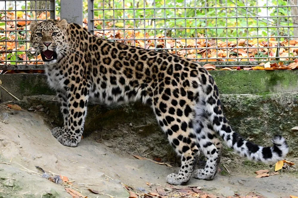 Do olomoucké zoo přicestovala samice levharta mandžuského. Ve volné přírodě tato šelma téměř vyhynula