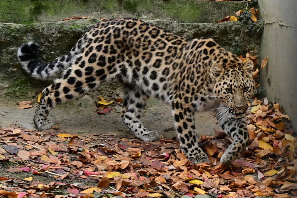 Do olomoucké zoo přicestovala samice levharta mandžuského. Ve volné přírodě tato šelma téměř vyhynula