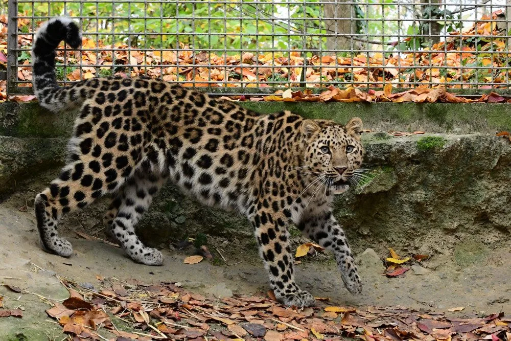 Do olomoucké zoo přicestovala samice levharta mandžuského. Ve volné přírodě tato šelma téměř vyhynula