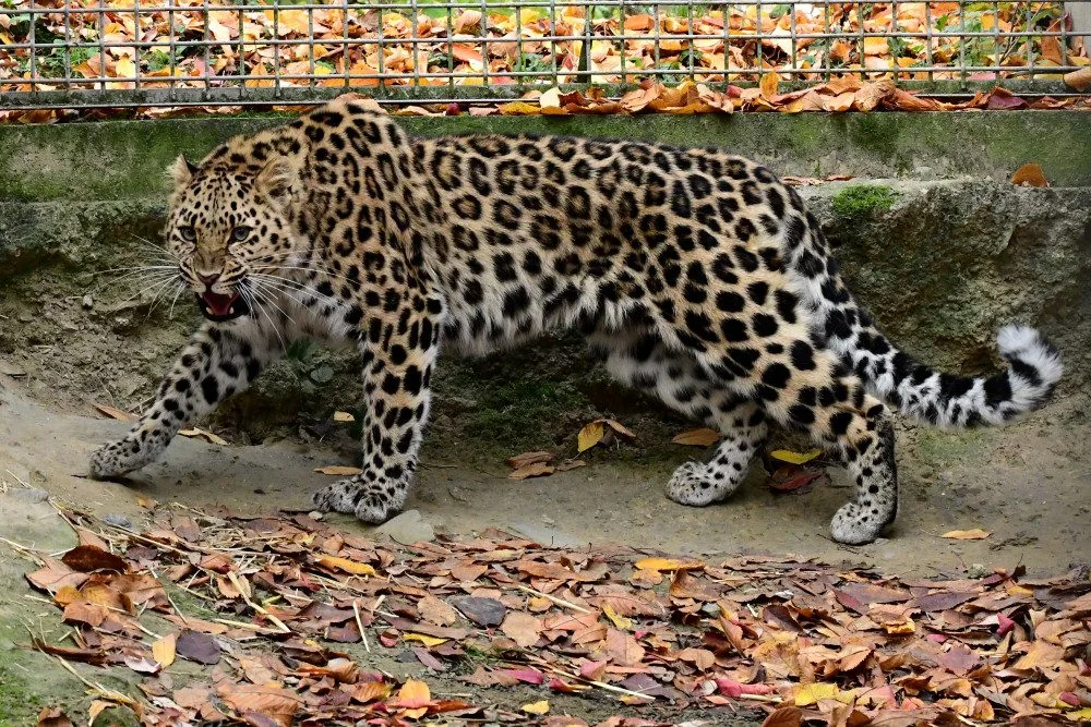 Do olomoucké zoo přicestovala samice levharta mandžuského. Ve volné přírodě tato šelma téměř vyhynula