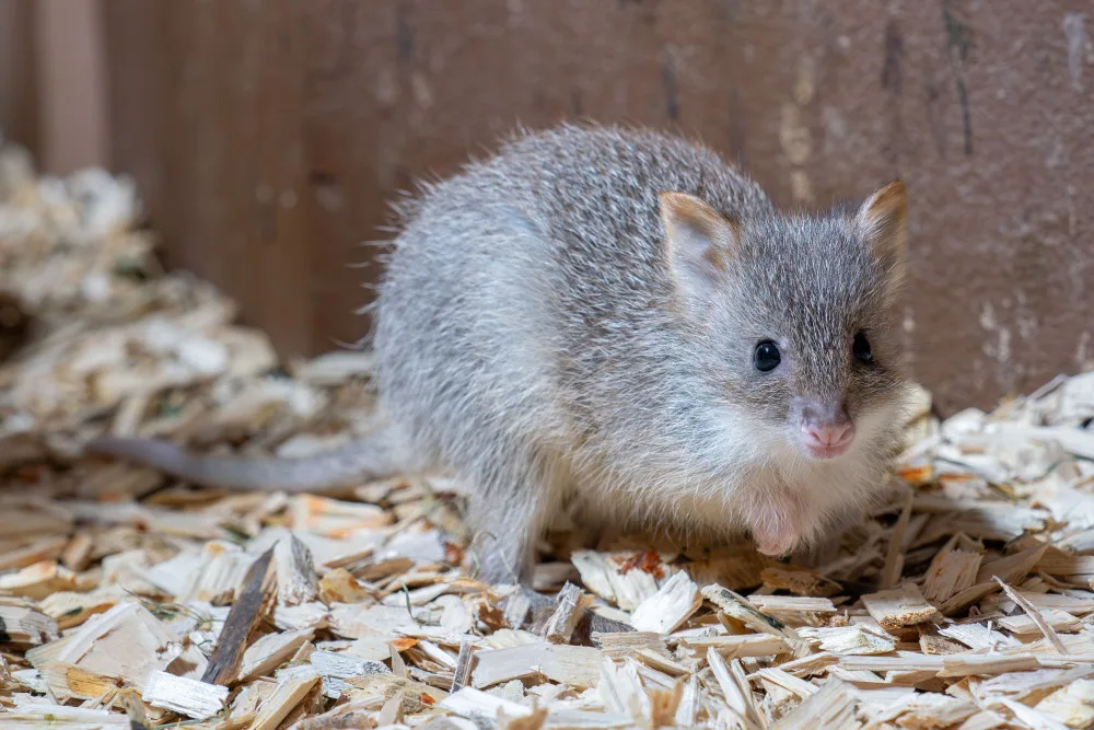 V olomoucké zoo se narodilo první mládě klokánka rudohnědého. Samička se má k světu