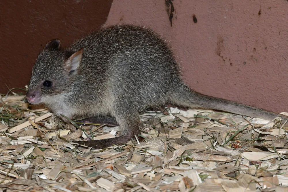 V olomoucké zoo se narodilo první mládě klokánka rudohnědého. Samička se má k světu