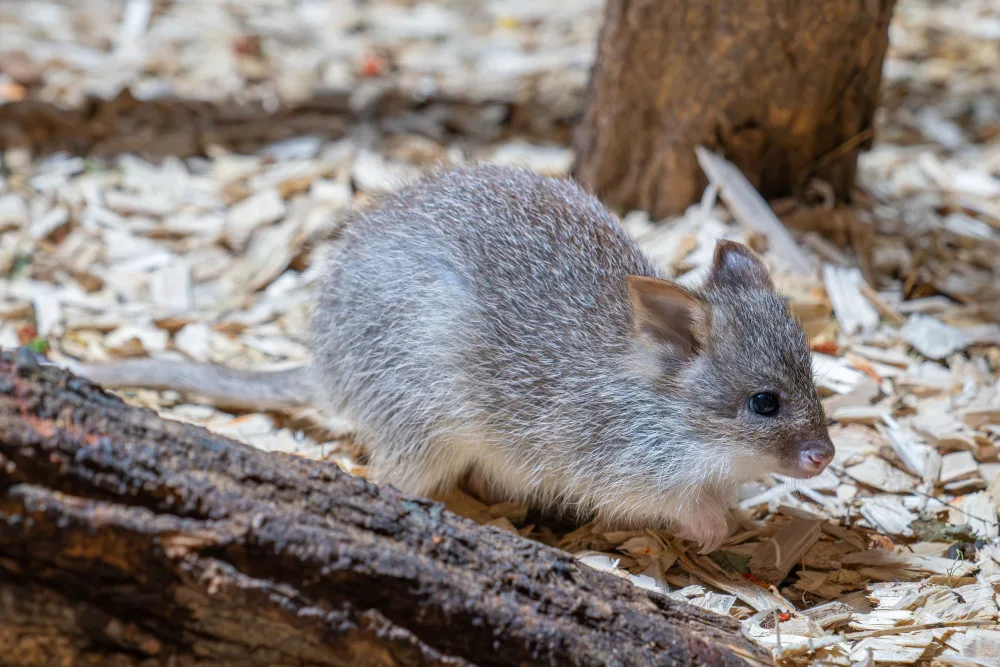 V olomoucké zoo se narodilo první mládě klokánka rudohnědého. Samička se má k světu