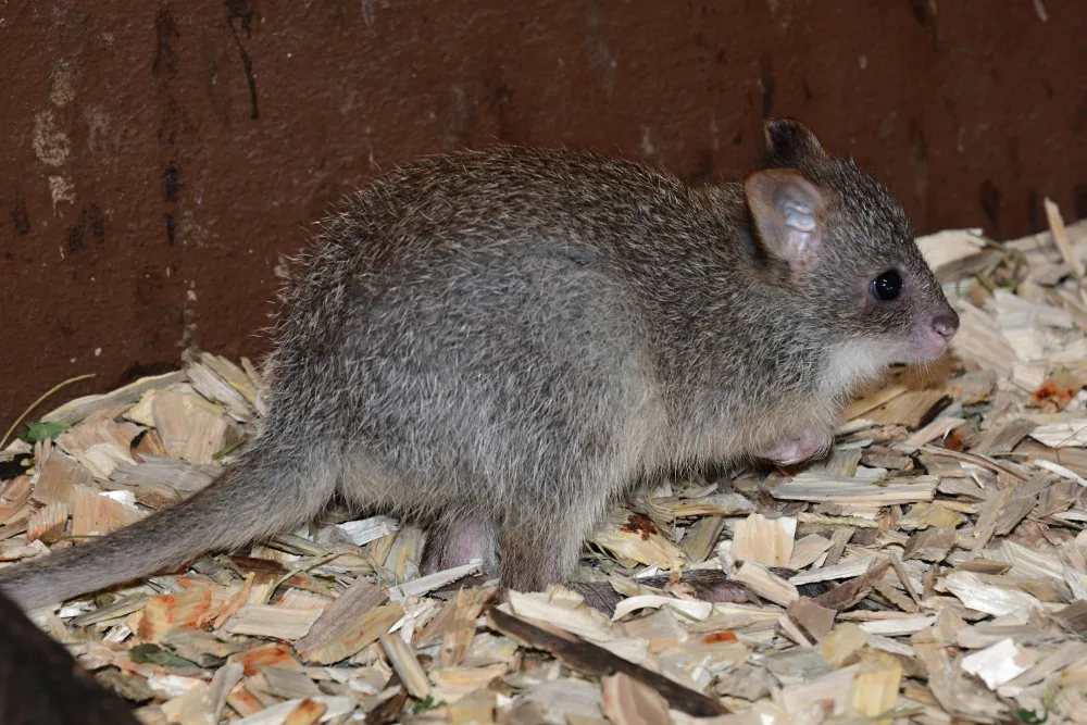 V olomoucké zoo se narodilo první mládě klokánka rudohnědého. Samička se má k světu