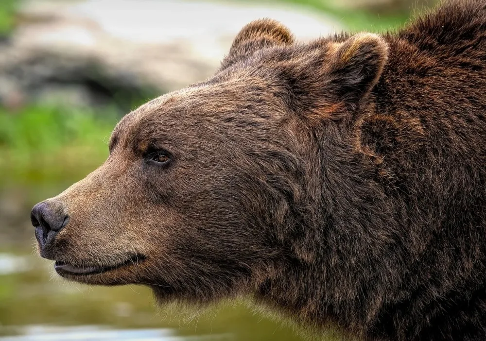 Ve Slezských Beskydech se potuluje medvěd. Není to žádný grizly ani kodiak, vzkazuje starosta Hrčavy
