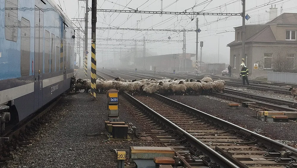 Provoz na železničním koridoru u Olomouce zastavilo stádo ovcí. Vlaky nabírají zpoždění, zasahují zde hasiči