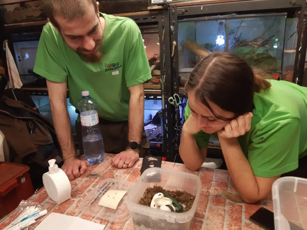 Chovatelé pozorují líhnutí mláďat užovky ostronosé