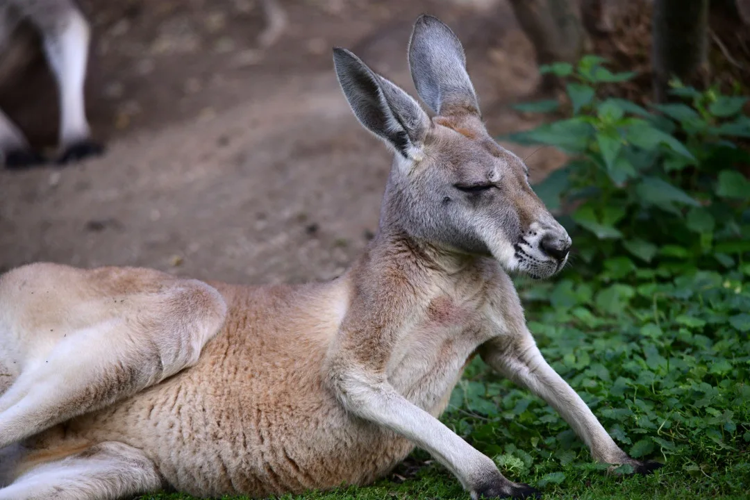 zoo