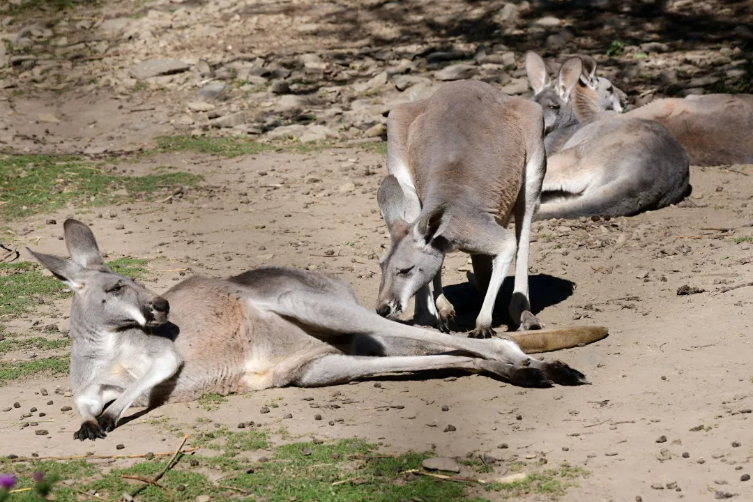 zoo