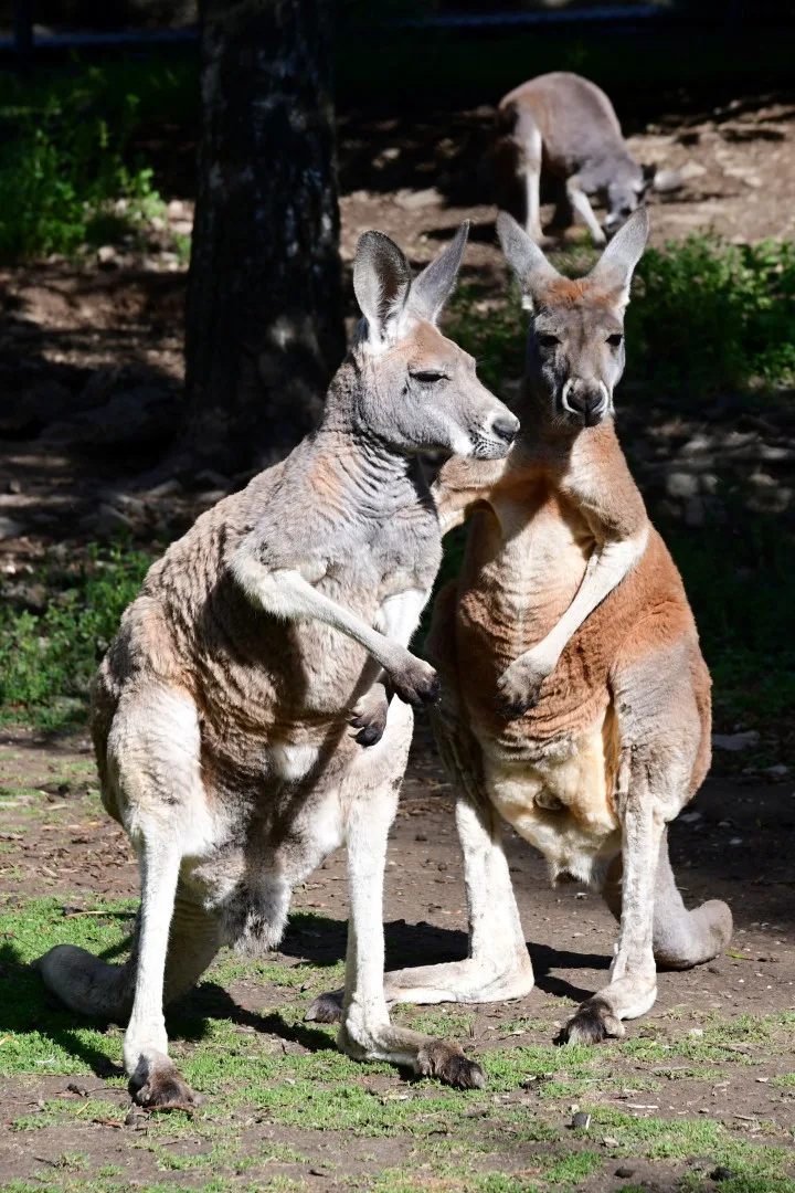 zoo
