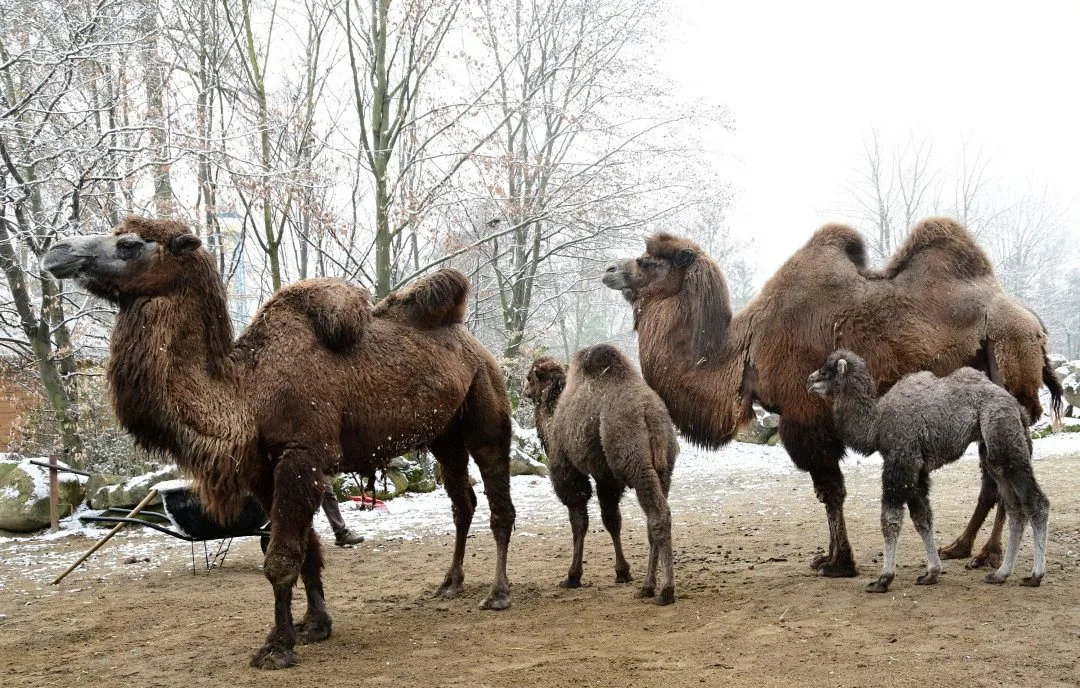 FOTOGALERIE: Zoo v zimě? Některá zvířata si nízké teploty pochvalují, výjimkou nejsou klokany nebo žirafy na sněhu