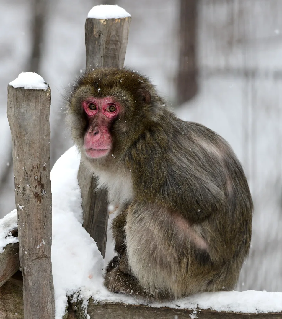 FOTOGALERIE: Zoo v zimě? Některá zvířata si nízké teploty pochvalují, výjimkou nejsou klokany nebo žirafy na sněhu