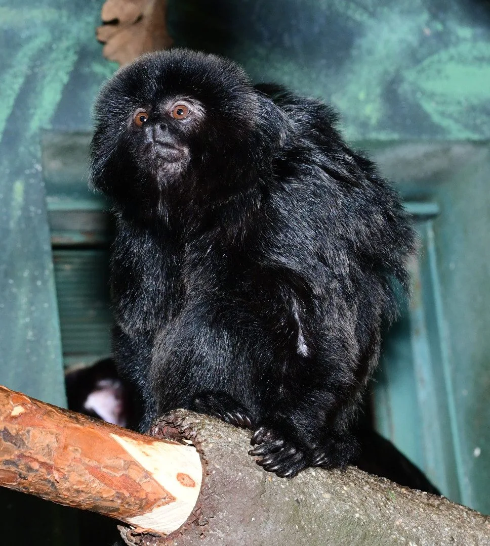 Velká radost v zoo. Po čtvrtstoletí se narodil malý čertík, mládě tamarína skákavého zatím samice nosí jako šálu