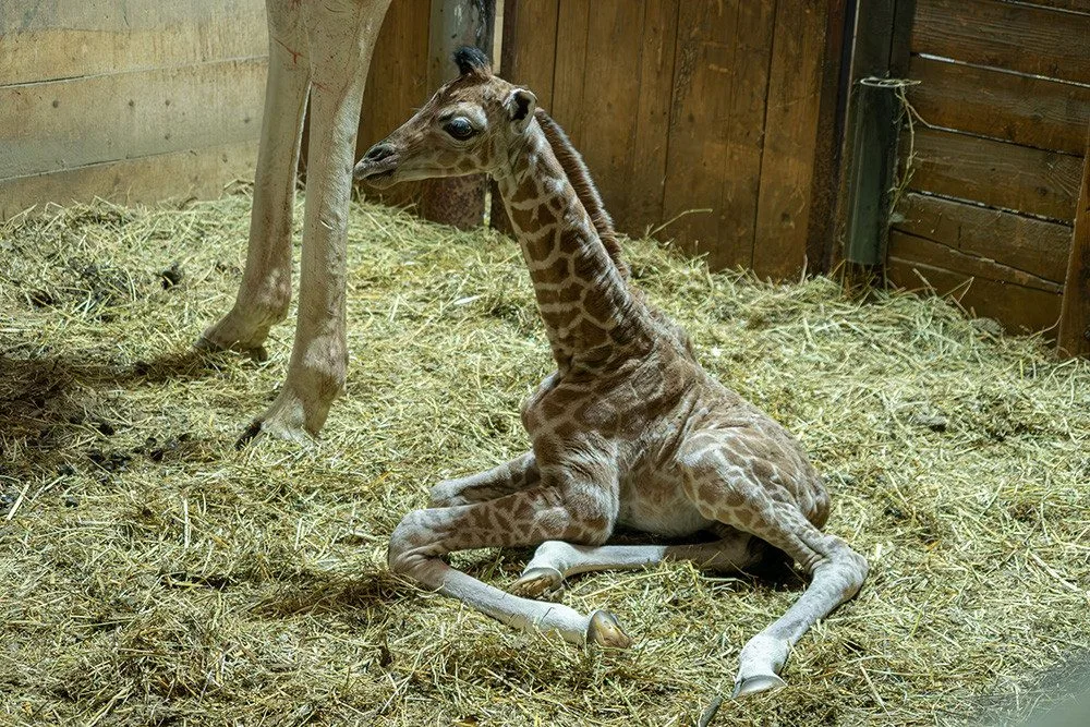 V Zoo Olomouc se rozkoukává týdenní žirafátko Nick, mládě rozšířilo desetičlenné stádo