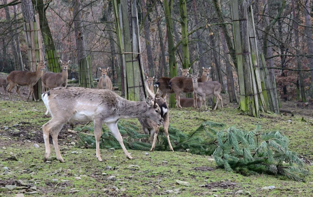Také zvířata v olomoucké zoo měla Vánoce a dostala dárky. Pochutnala si na neprodaných stromečcích