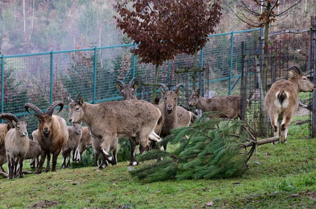 Také zvířata v olomoucké zoo měla Vánoce a dostala dárky. Pochutnala si na neprodaných stromečcích