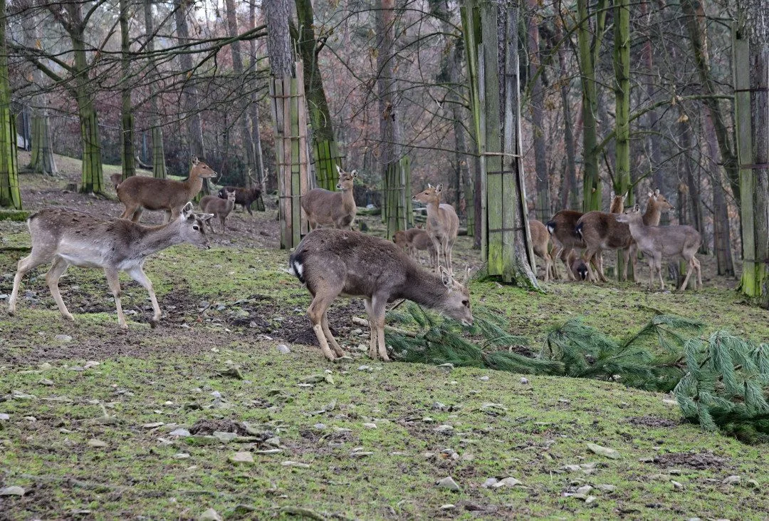 Také zvířata v olomoucké zoo měla Vánoce a dostala dárky. Pochutnala si na neprodaných stromečcích