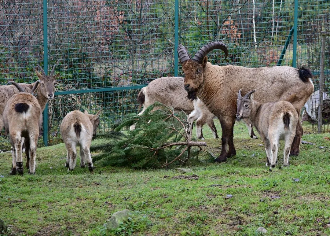Také zvířata v olomoucké zoo měla Vánoce a dostala dárky. Pochutnala si na neprodaných stromečcích