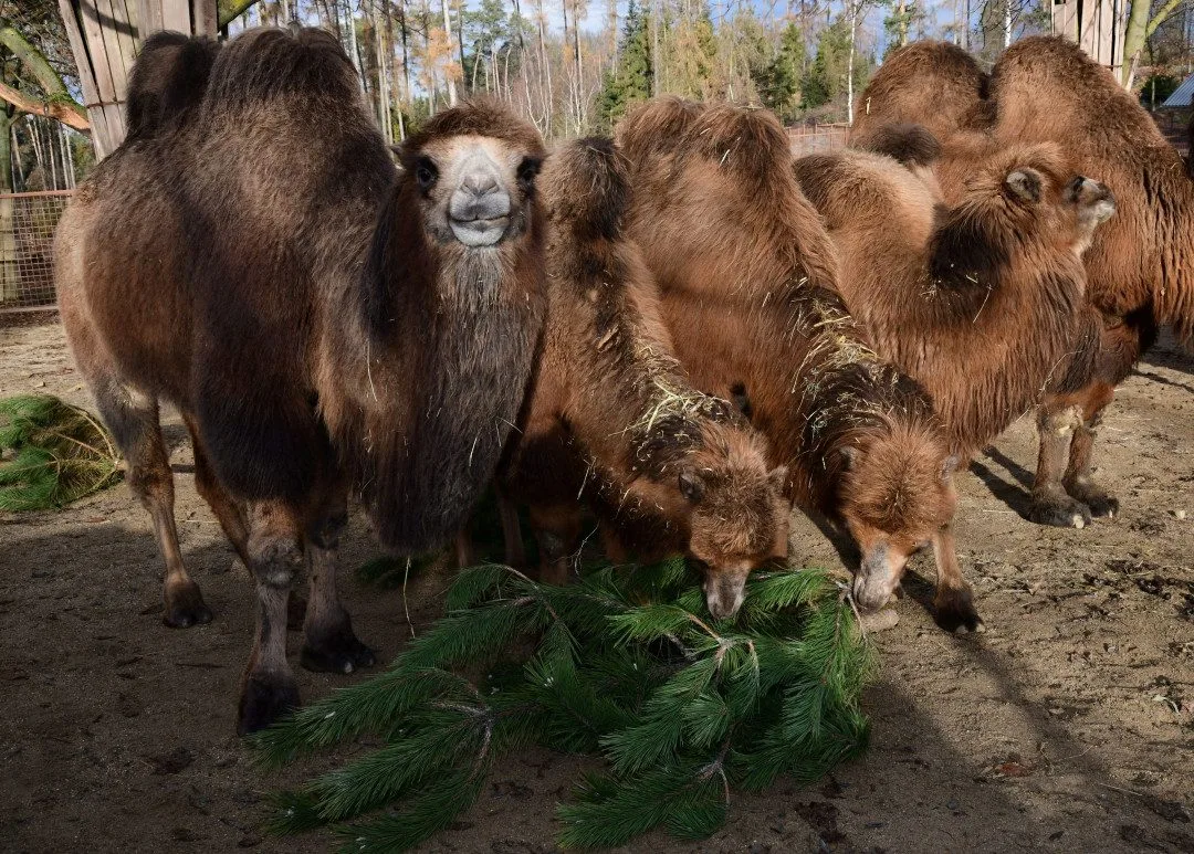 Také zvířata v olomoucké zoo měla Vánoce a dostala dárky. Pochutnala si na neprodaných stromečcích