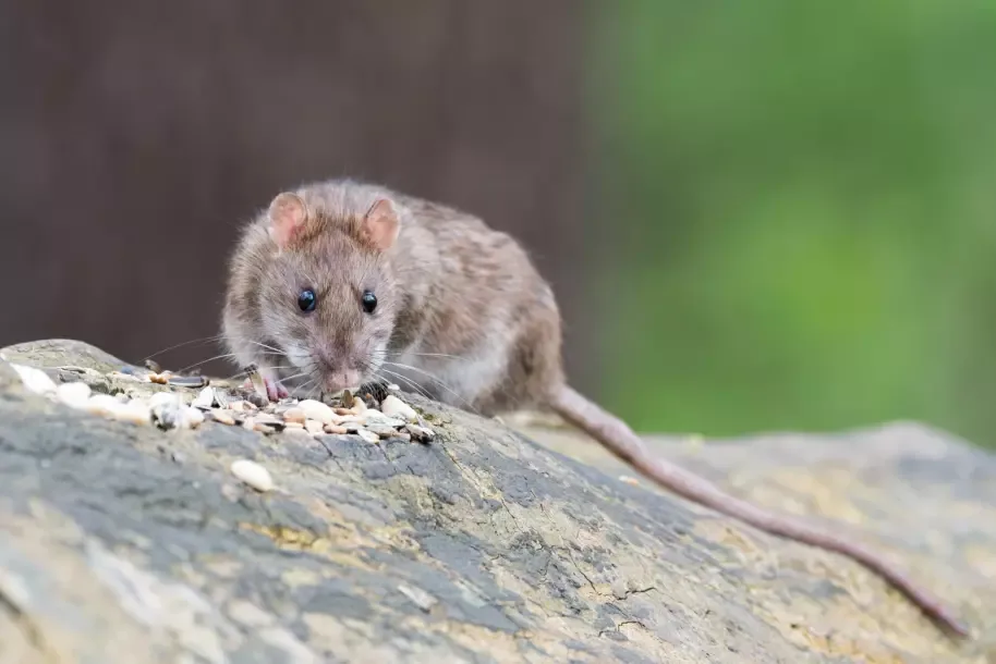 100-brown-rat-2115585