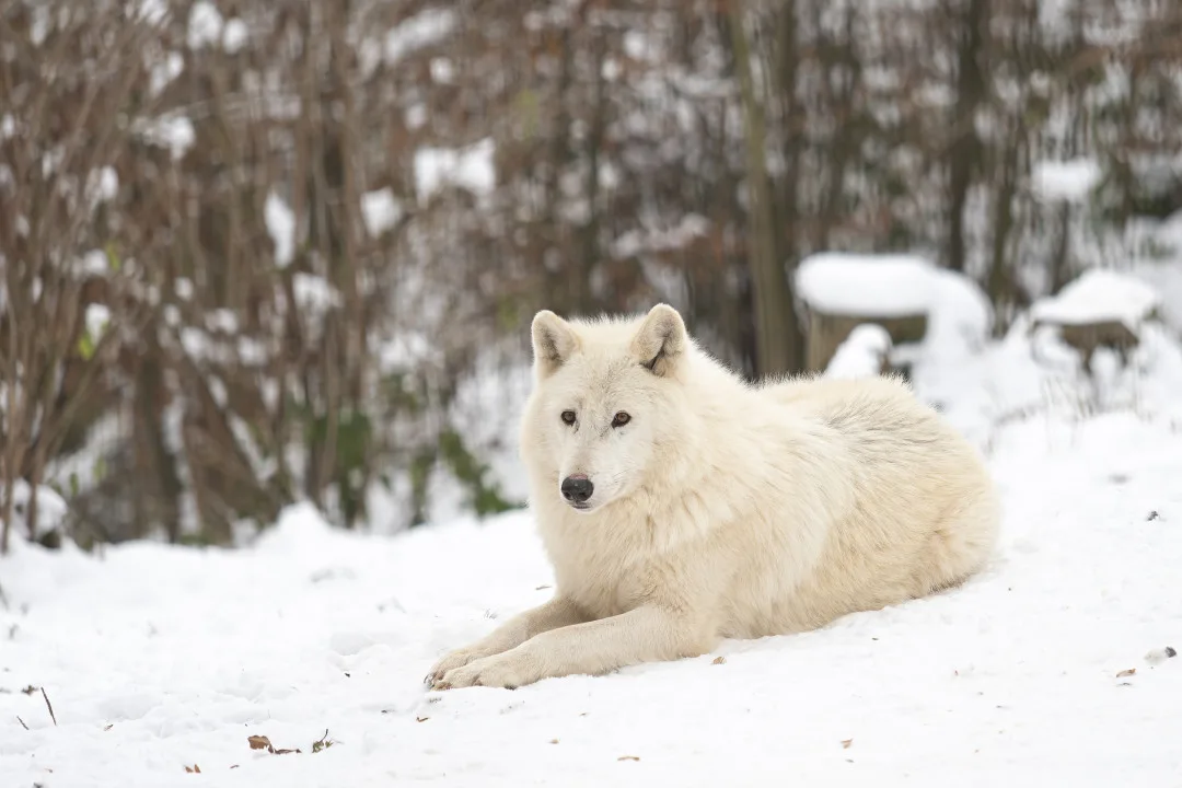 Kolik zvířat je v olomoucké zoo? Inventuru si mohou vyzkoušet i její návštěvníci