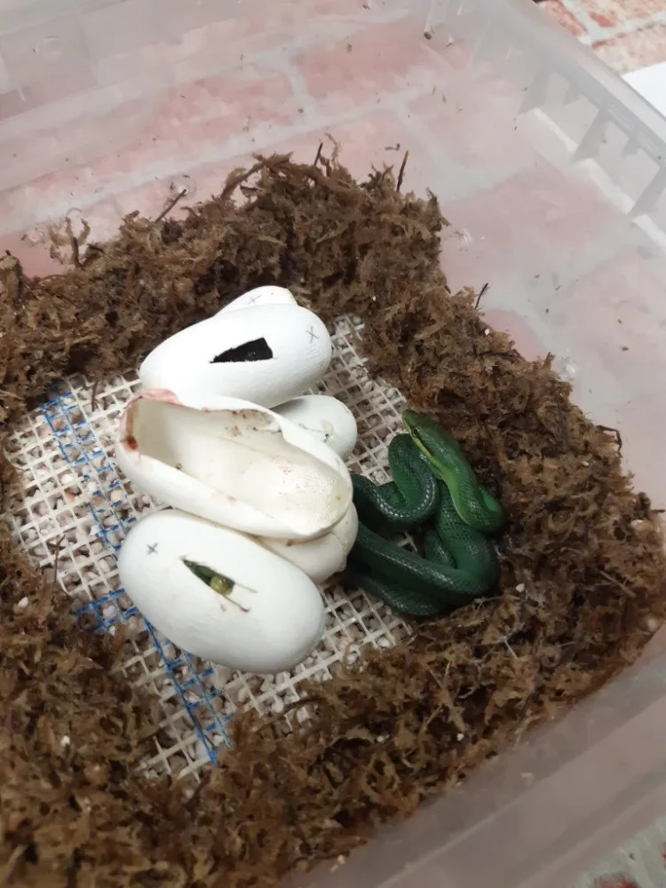 Návštěvníci olomoucké zoo mohou vidět první ze čtyř mláďat vzácné užovky. Na svět přišlo loni v listopadu