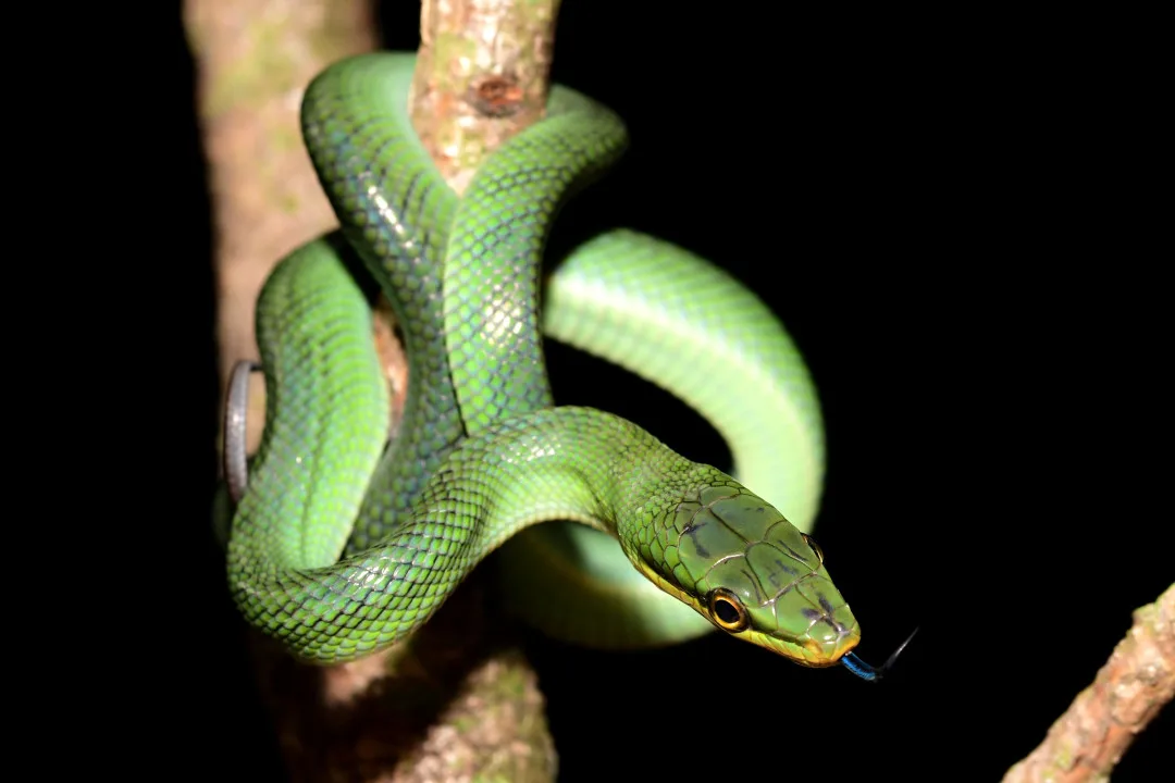 Návštěvníci olomoucké zoo mohou vidět první ze čtyř mláďat vzácné užovky. Na svět přišlo loni v listopadu