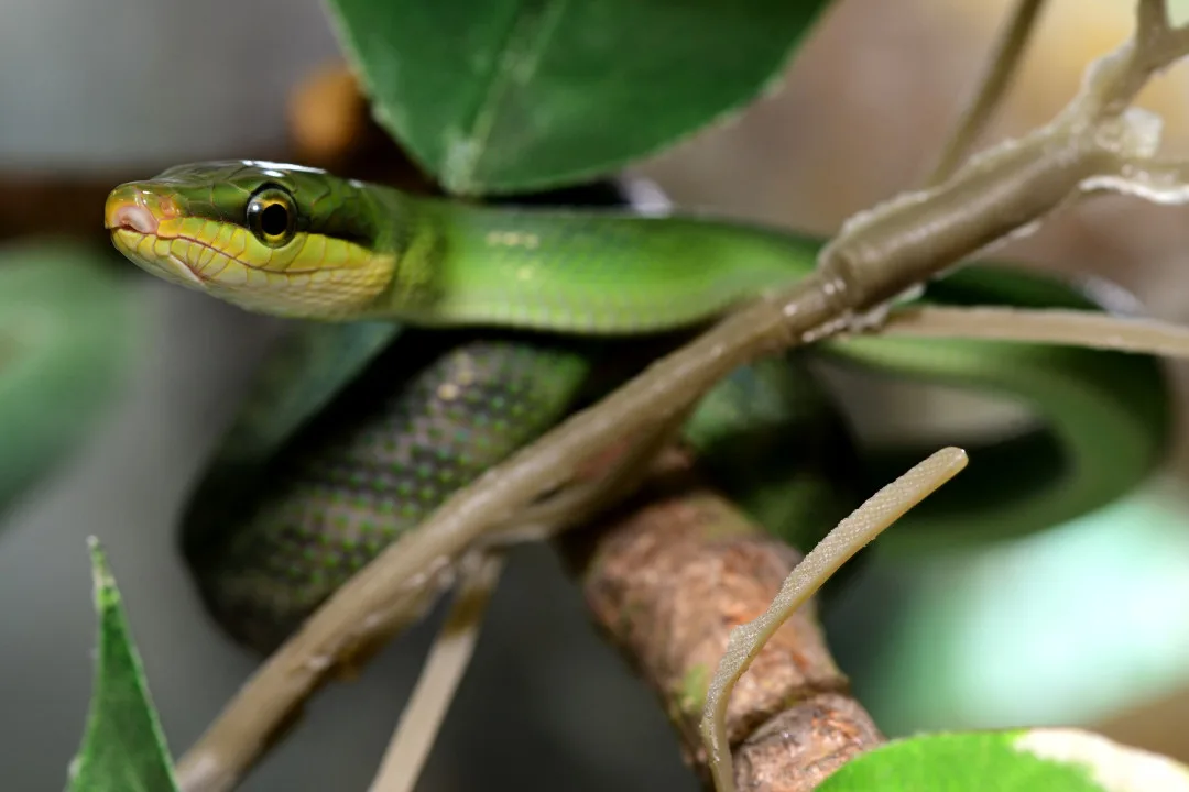 Návštěvníci olomoucké zoo mohou vidět první ze čtyř mláďat vzácné užovky. Na svět přišlo loni v listopadu