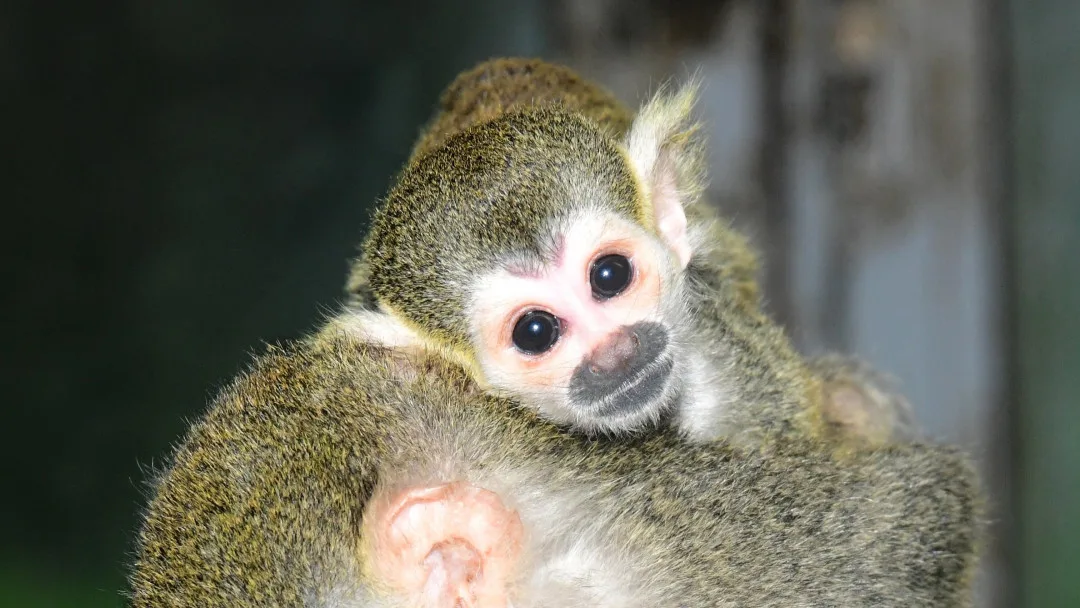 Prvním mládětem letošního roku v olomoucké zoo je opět kotul. Malá opička se zatím drží matky