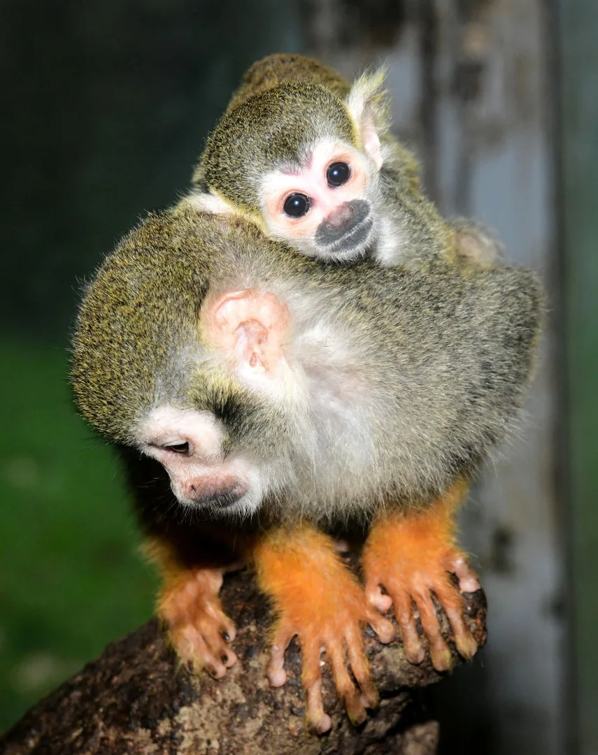 Prvním mládětem letošního roku v olomoucké zoo je opět kotul. Malá opička se zatím drží matky