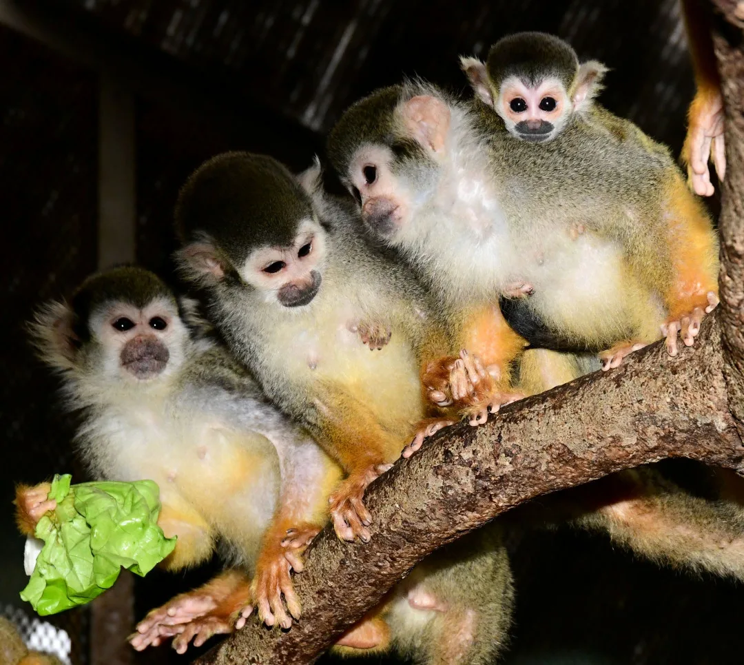 Prvním mládětem letošního roku v olomoucké zoo je opět kotul. Malá opička se zatím drží matky