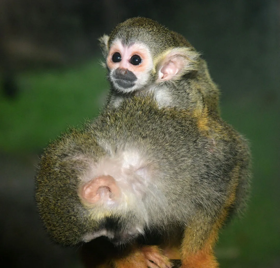 Prvním mládětem letošního roku v olomoucké zoo je opět kotul. Malá opička se zatím drží matky
