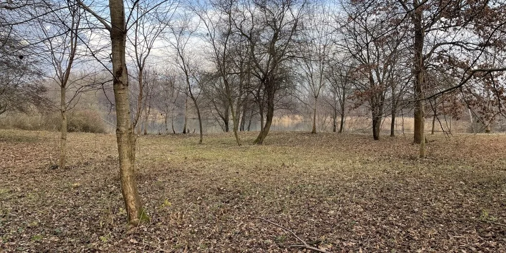 Vrátí se racci k Chomoutovskému jezeru? Pomoci můžou i ovce nebo kozy