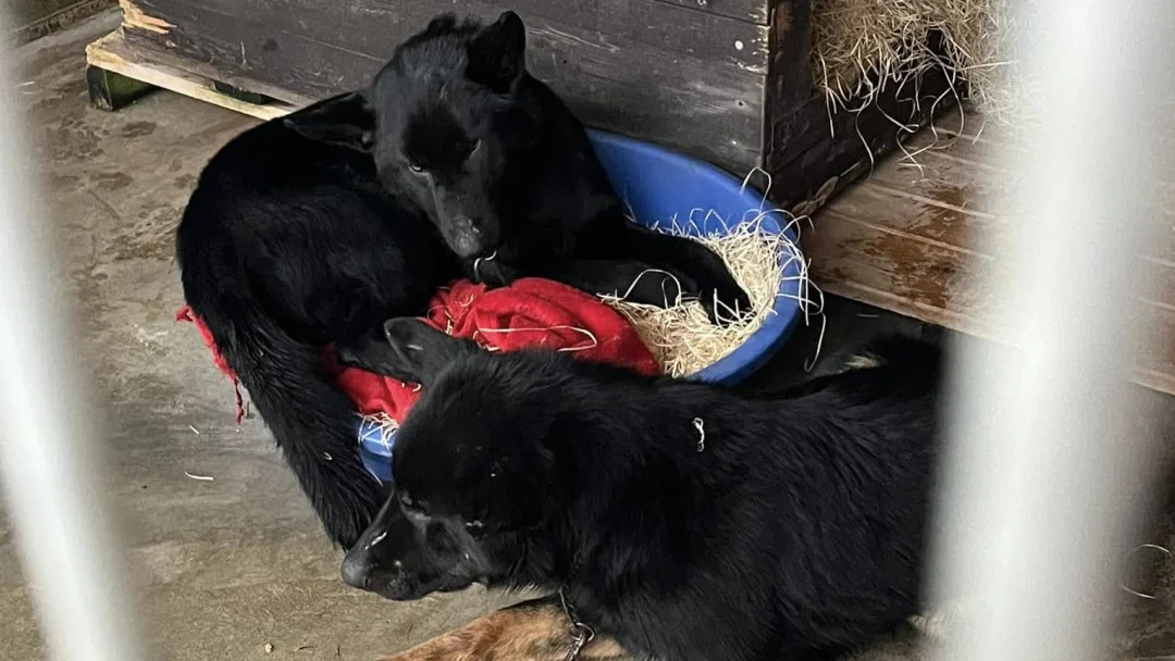 Devět trpících psů včetně štěňat skončilo v útulku v Mohelnici. Žili v garáži nebo ve vozíku od auta