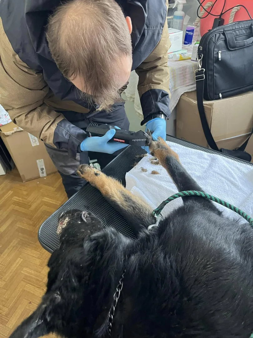 Devět trpících psů včetně štěňat skončilo v útulku v Mohelnici. Žili v garáži nebo ve vozíku od auta