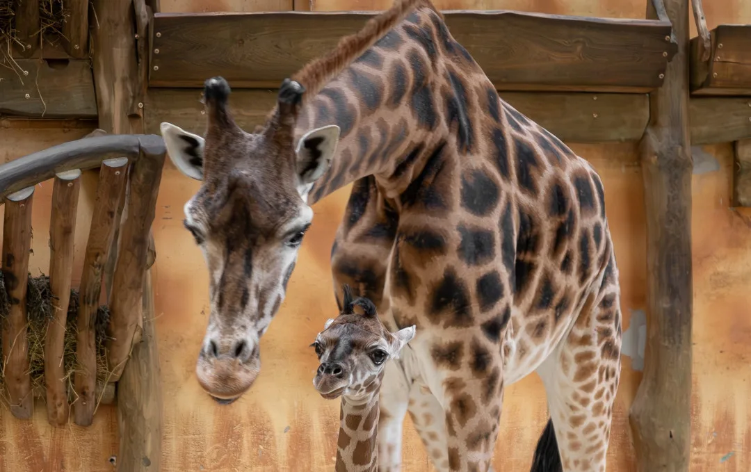 Konečně samička! V olomoucké zoo se narodilo další žirafí mládě