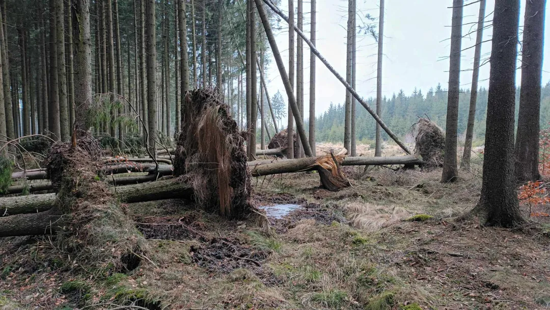 TIP NA VÝLET: Cesta na nejvyšší bod Drahanské vrchoviny. Nenáročná procházka vede krásnými lesy