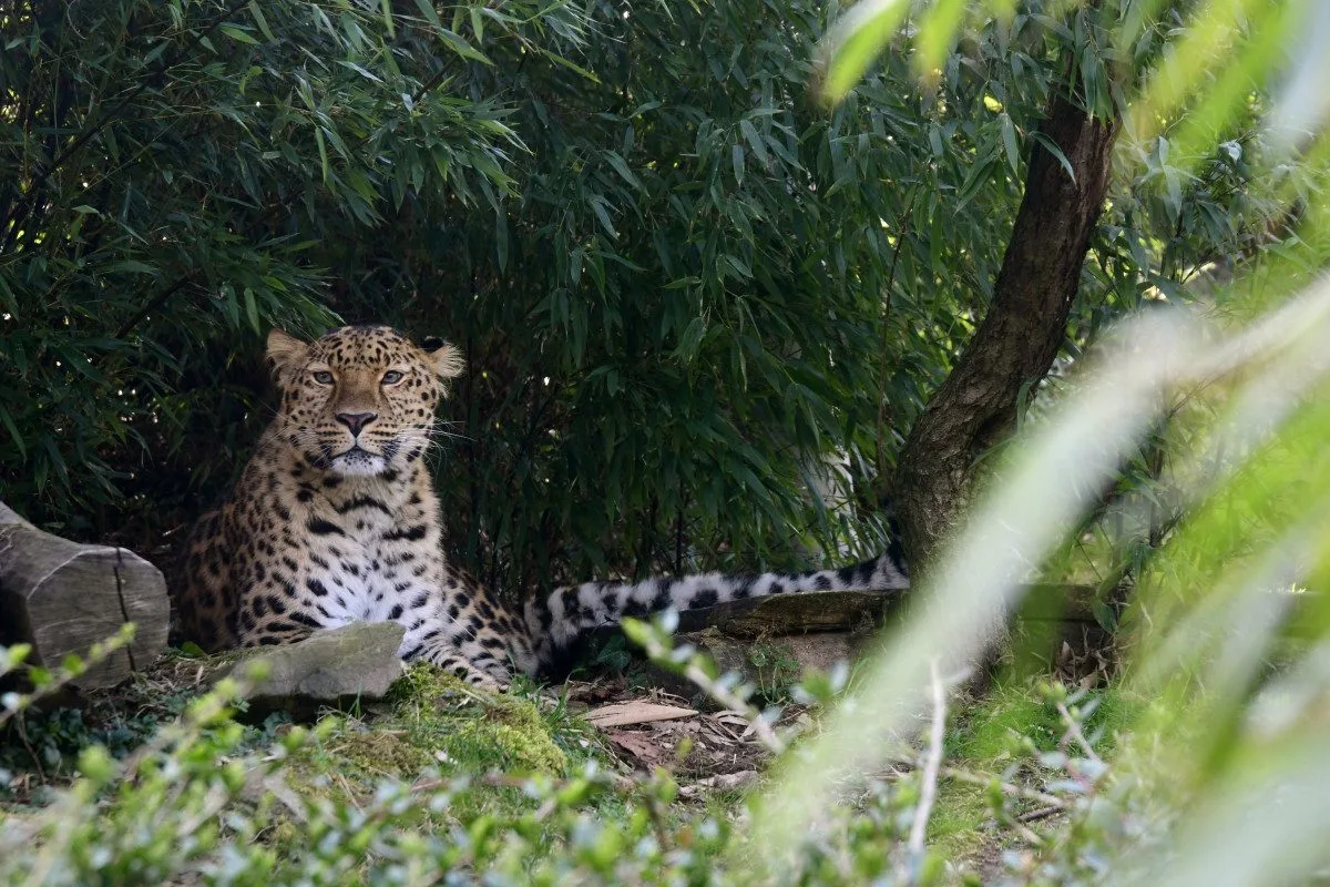 Do olomoucké zoo přijel vzácný levhart. Zahrada ho má půjčeného na oplodnění samice