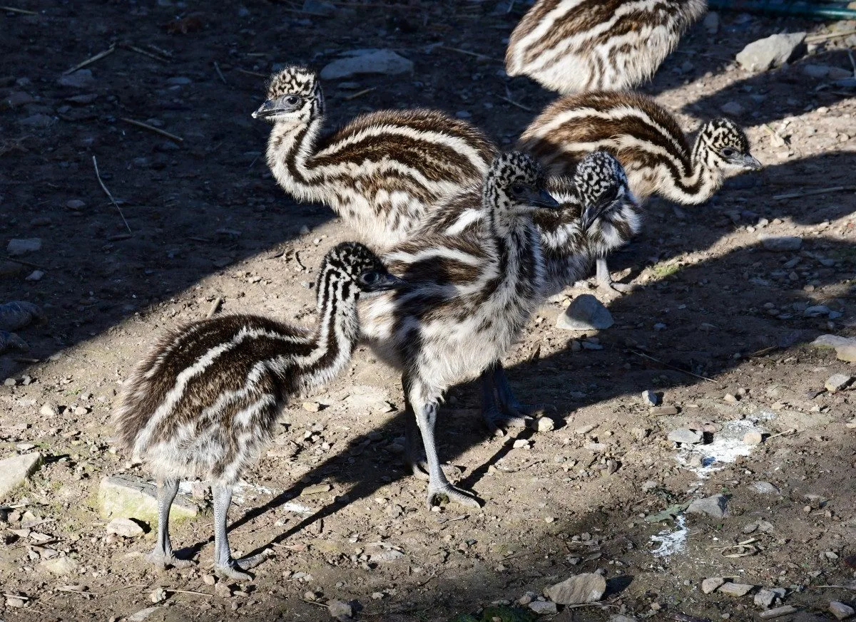 Mláďata v olomoucké zoo. Na Svatém kopečku mají 9 nových ptáků emu