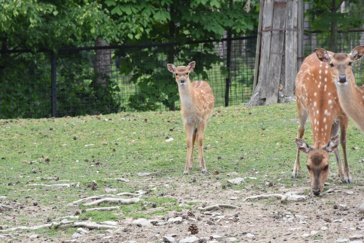 Jedno z největších stád v Evropě. Olomoucká zoo se pyšní vzácnými jeleny