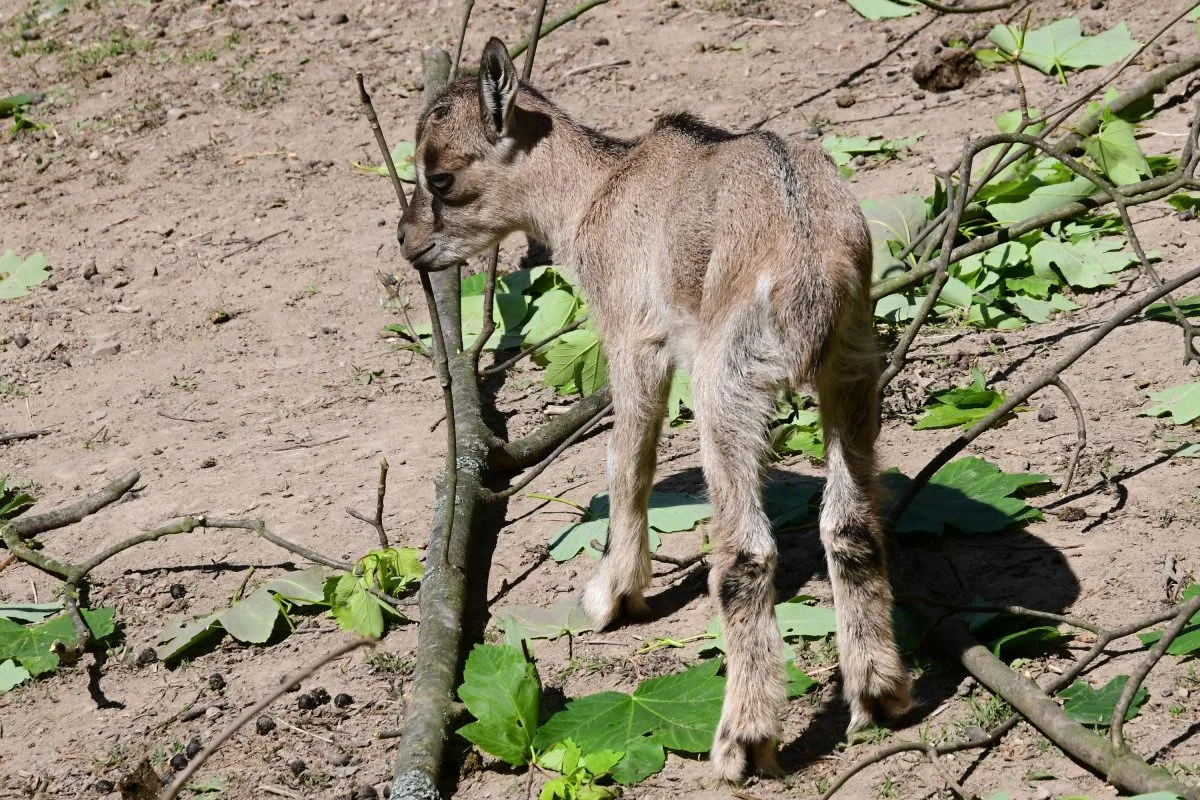 Olomoucká zoo má největší stádo kozy krétské v Evropě. Letos se zde narodilo šest mláďat